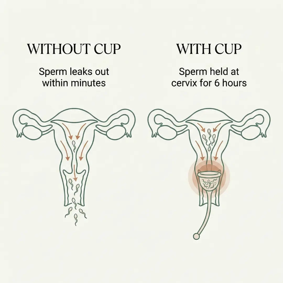 Conception Booster Cup